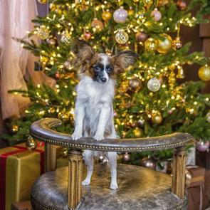 ���� ��������: �������� � ��� ���.