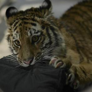 ���� ��������: ��� ��� ������