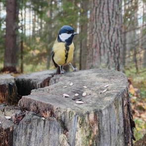 ����: �������