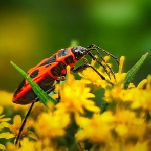 ����: ������. 