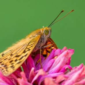 ����: ������������� �������