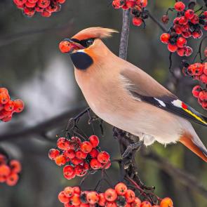 ����: ����������