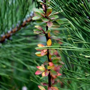 ����: ����� ������