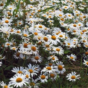 ���� ��������: �������- �������� ���� ����...