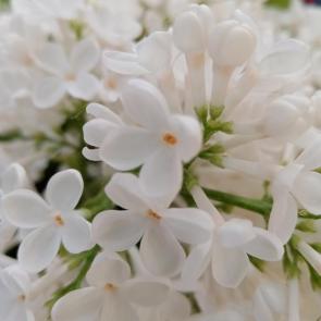 ���� ��������: ����� ������