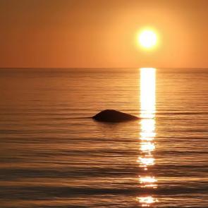 ����: ��������� ����