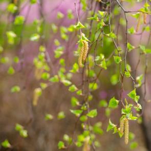 ����: �����.