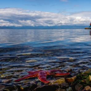 ����: ������ �����