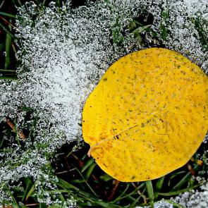 ����: �����, ����, ������