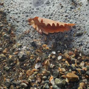 ����: ���� �� ��������� � ������� 