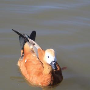 ���� ��������: 