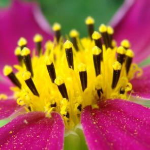 ����: �����