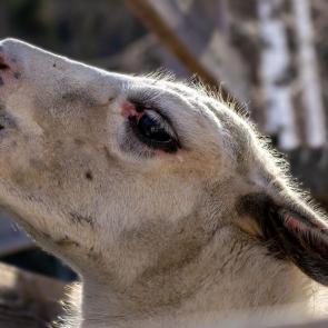 ���� ��������: � �������� ��������