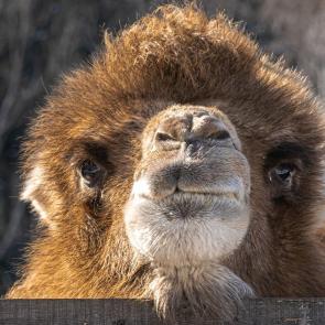 ���� ��������: ���������� ������