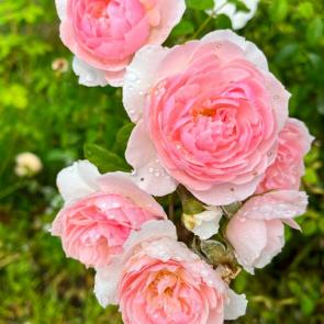 ����: ������� ���� 