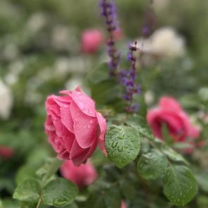 ����: ����� ��������