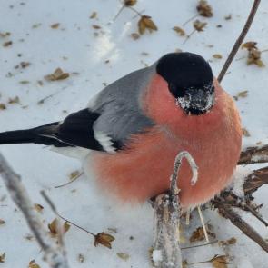 �������� ���