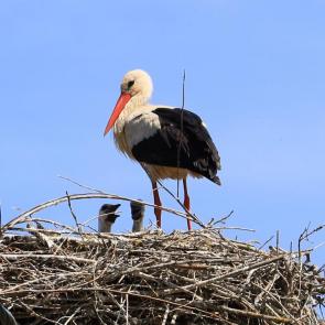 ����: �����