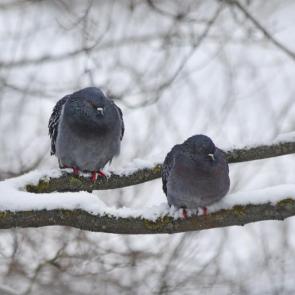 ����: �� � ���. 