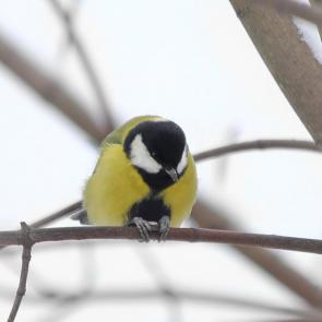 ����: �������. 