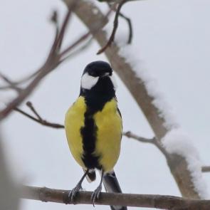 ����: ��� ��, ��������? 