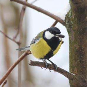 ����: � ��������. 