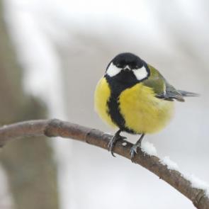 ����: �������. 