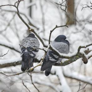 ����: ������ ���. 