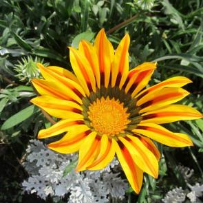 ����: �������