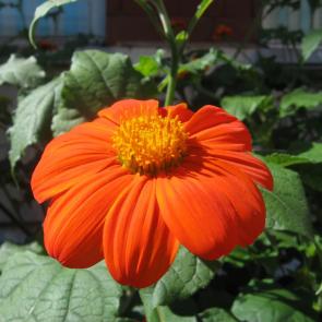 ����: �������