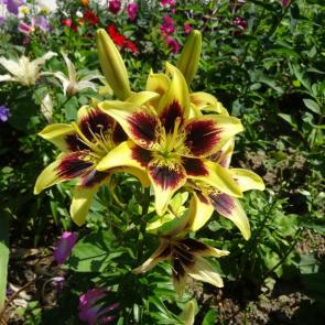 ����: �����