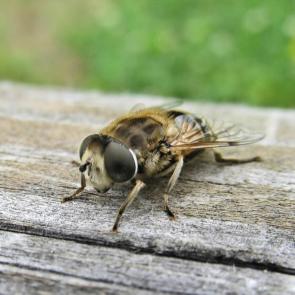 ��� ������ ���������