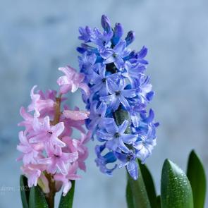 ������� �����