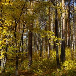 ����: ������� ���