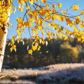 ������ � ���������