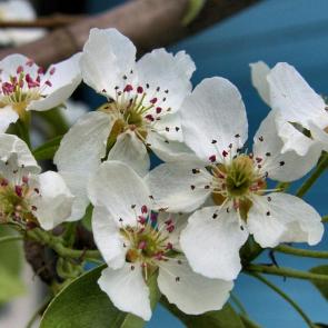 ����: �����