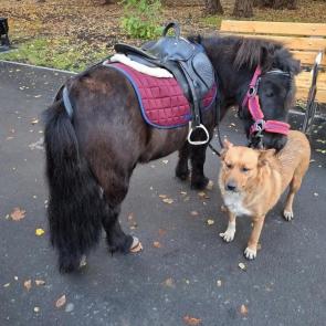 ����: ��������