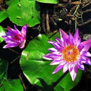 ����: ����� ����� �����