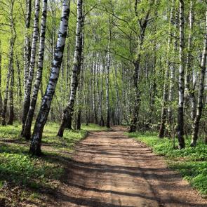 ����: �����