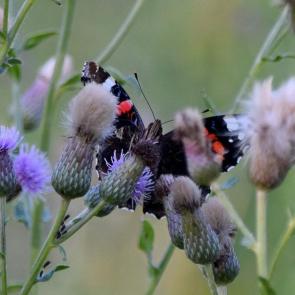 ��� ������ ���������