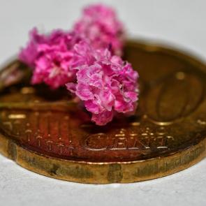 ����: ���������