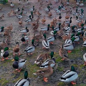 ����: ����