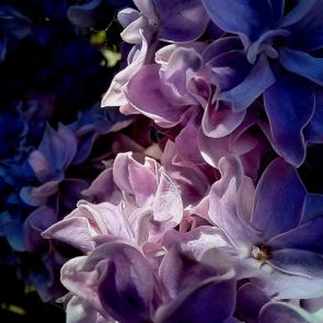 ���� ��������: ��������� ���