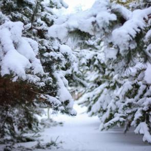 ����: ���� � �������� �������