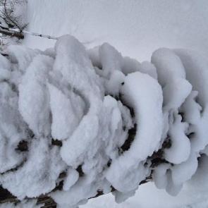 ����: ������� �����