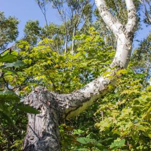 ����: ��������� �������