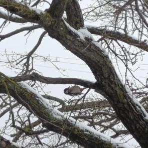 ����: ������ ������� �����