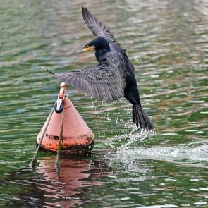 ����: ������ � ������ 