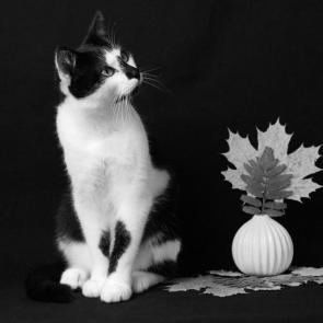 � ����������� �����