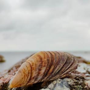 ��� ������ ���������